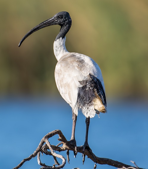 Birds With Long Necks 29