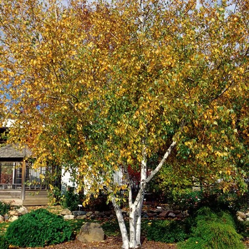 Trees With Smooth Gray Bark 11