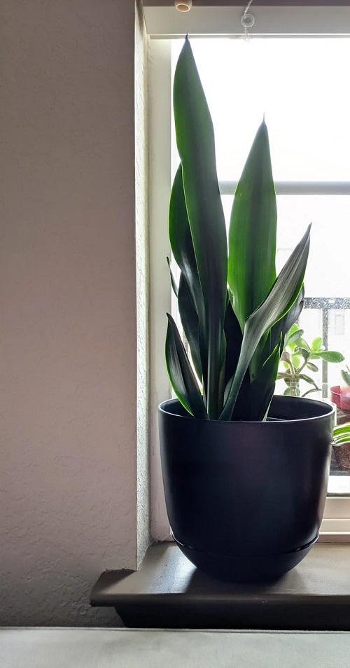 Black Dragon Snake Plant 5