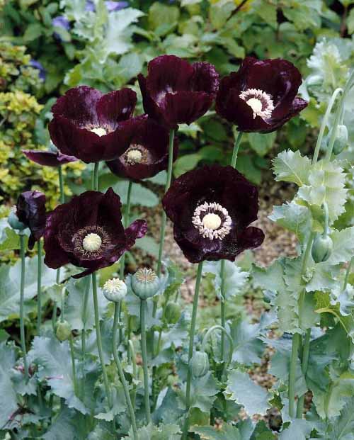 Gothic Flowers 1