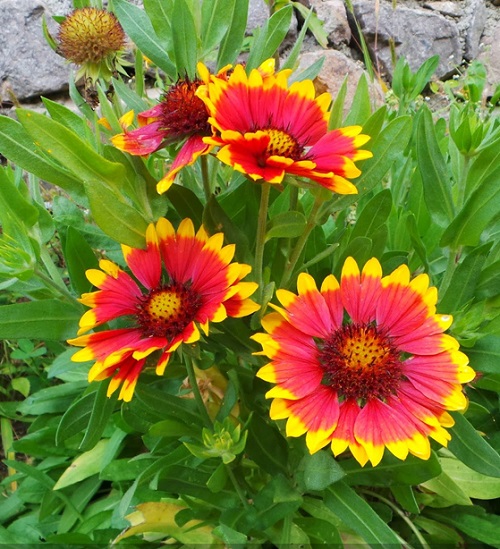 Red Flowers With Yellow Center 19