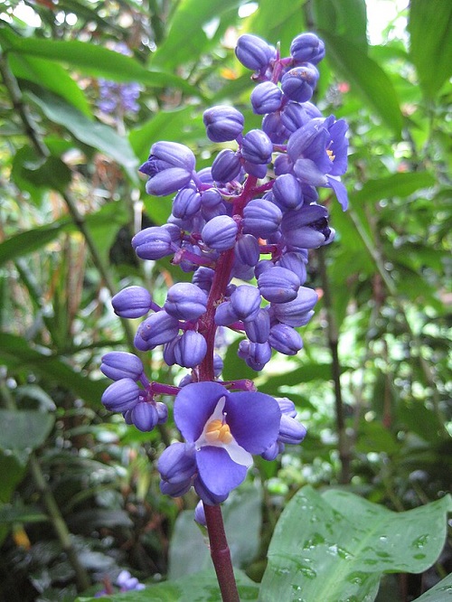 Navy Blue Flower Names 9