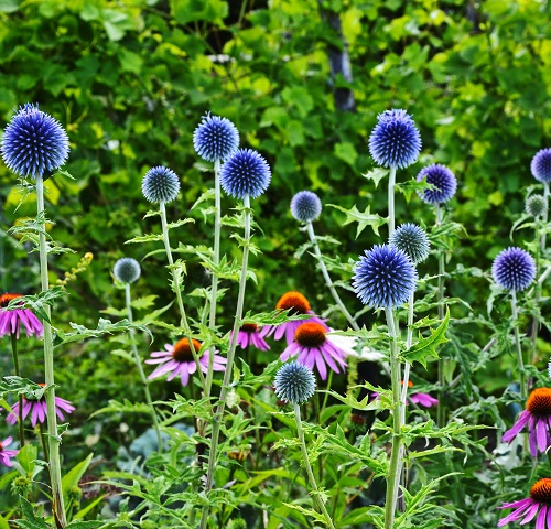 Navy Blue Flower Names 11