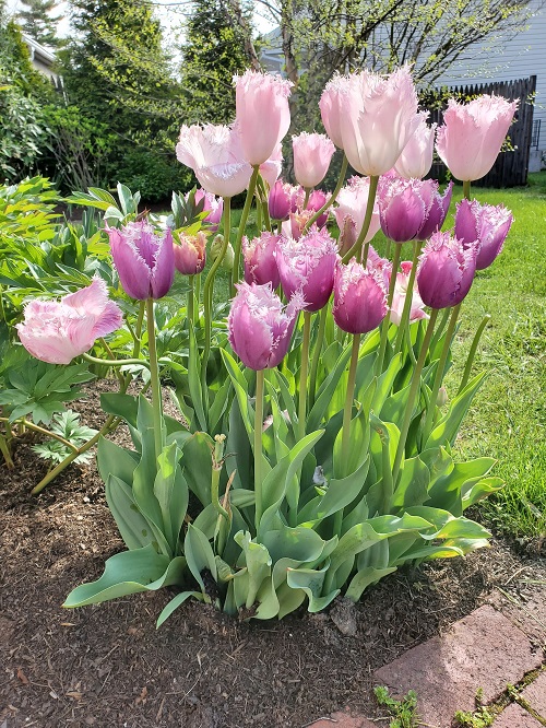 how long do tulips bloom