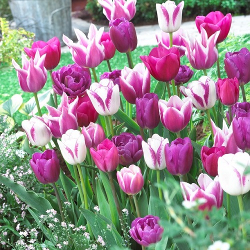 Purple Tulips Varieties 13