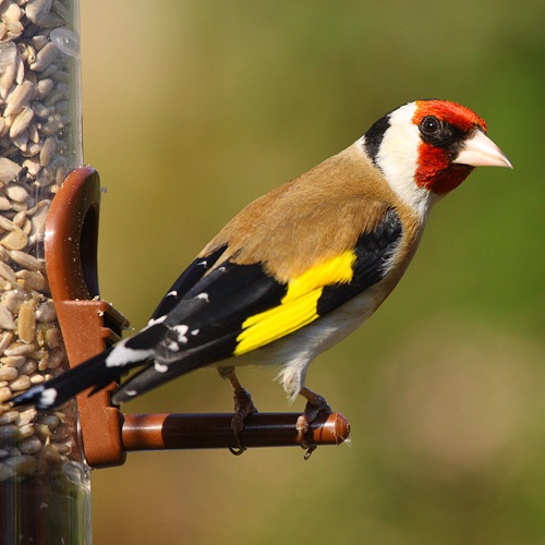 Birds with White Stripes on Wings7