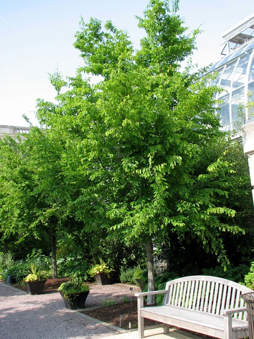 Trees With Smooth Gray Bark 23