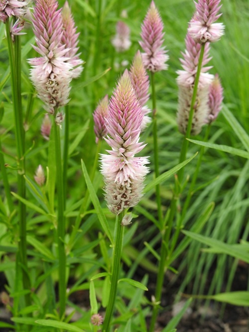 Flowers That Look Like Feathers 3