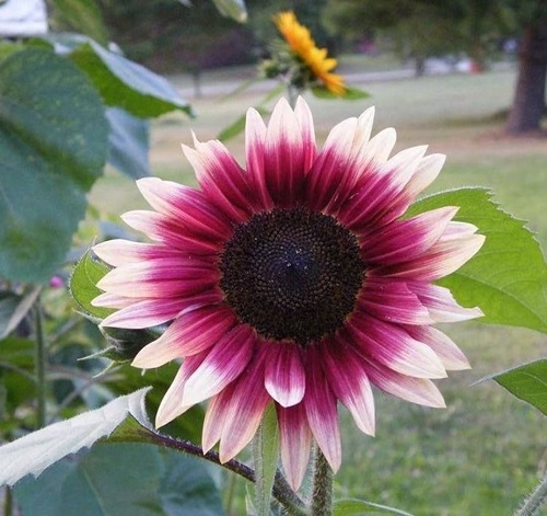 Different Colors Sunflowers 31