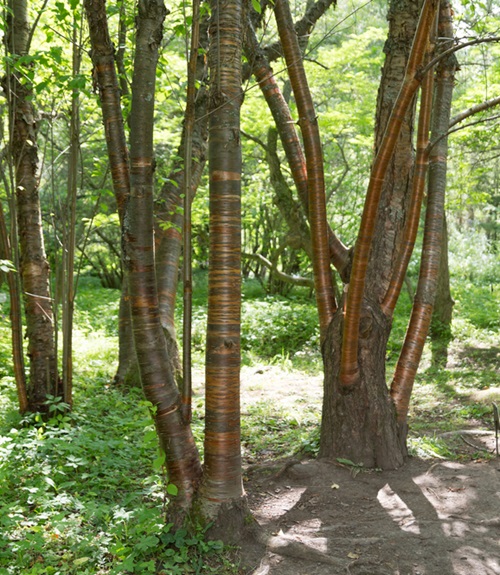 Trees With Smooth Gray Bark 17