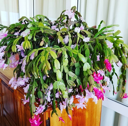 Common Christmas Cactus Growing Mistakes to Avoid