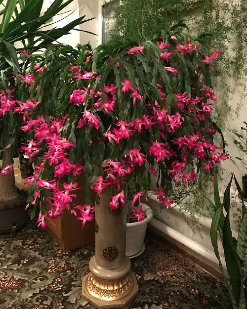 Christmas Cactus Meaning 6