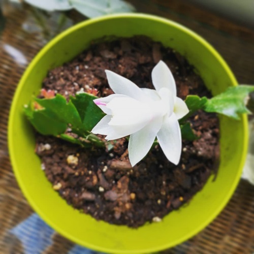 White Christmas Cactus 2