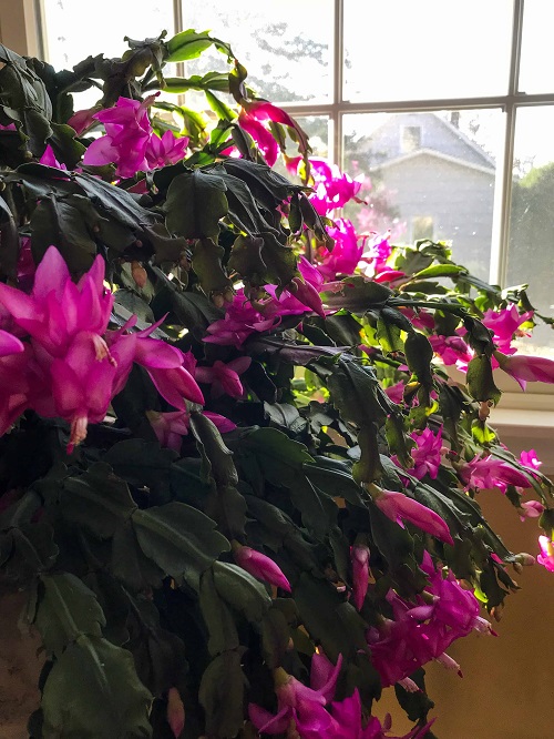 Christmas Cactus 1