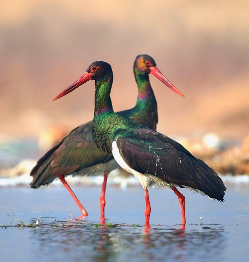 Birds With Long Necks 23