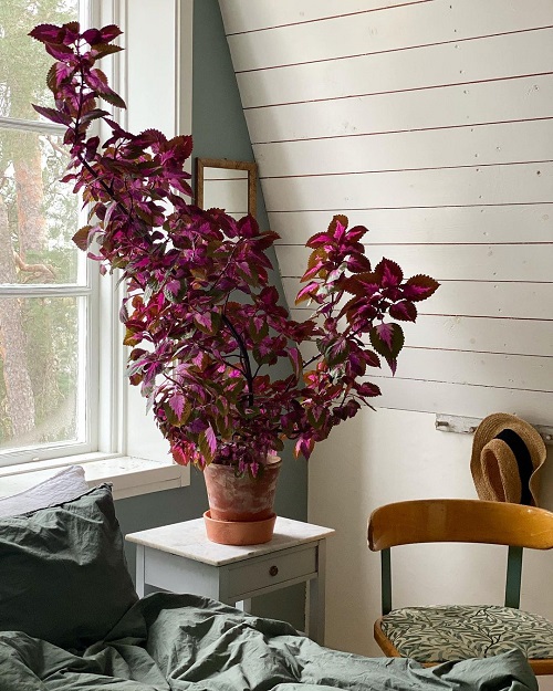 Coleus Display Ideas 20