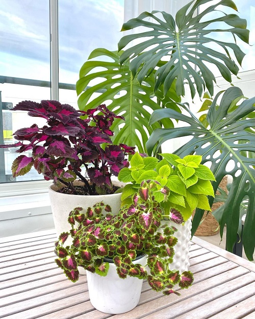 Coleus Display Ideas 17