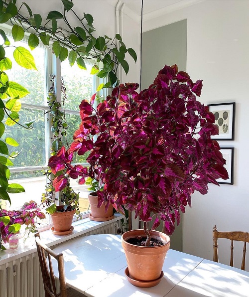 Coleus Display Ideas 3