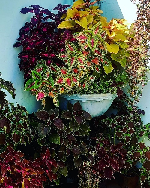 Coleus Display Ideas 1