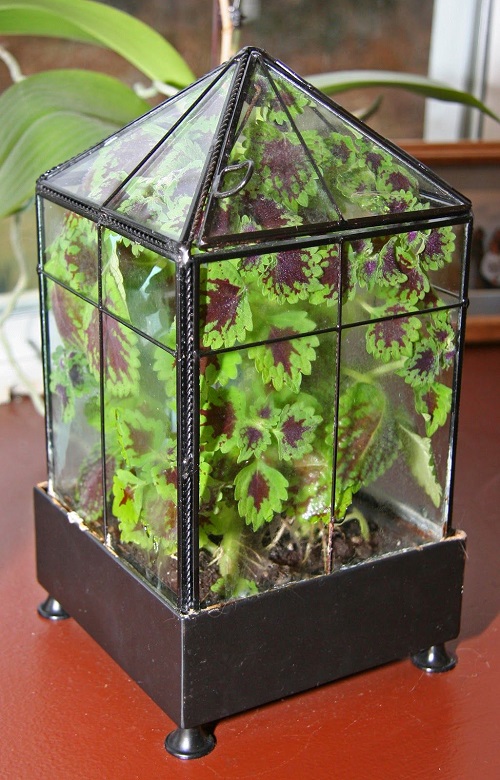 Coleus Display Ideas 7