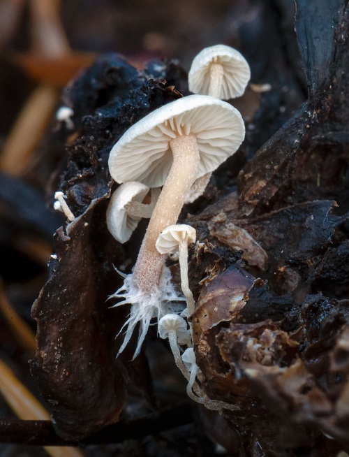 Mushrooms that Look like flowers 11