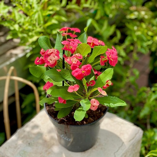 Beautiful pink Crown of Thorns Flowewr 3