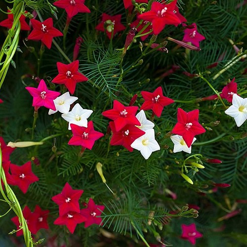 Star Shaped Flowers 9