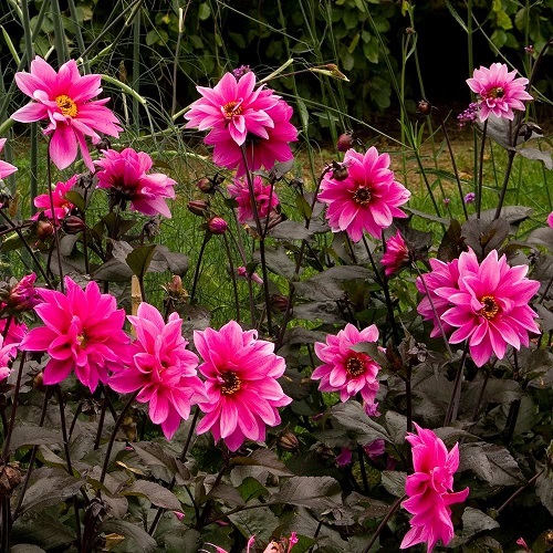 Hot Pink Flowers 8