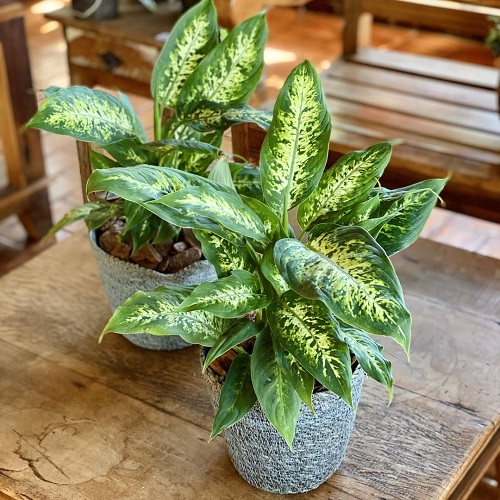 Dieffenbachia Panther-Types of Dieffenbachia Plants