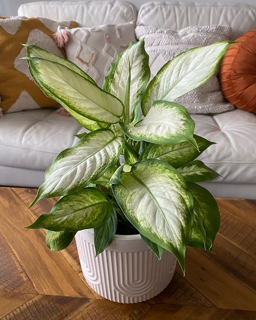 Types of Dieffenbachia 1