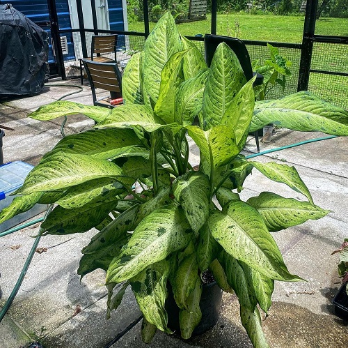 Types of Dieffenbachia Plants-Dieffenbachia Camouflage