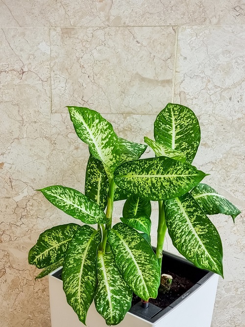 Dieffenbachia Compacta-Types of Dieffenbachia Plants