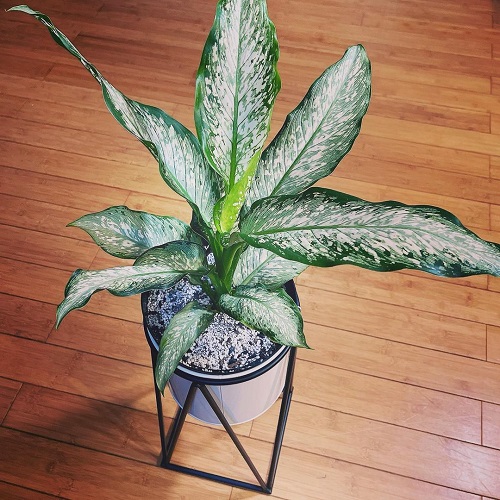 Types of Dieffenbachia 19