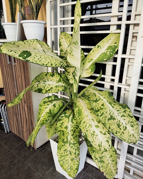 Types of Dieffenbachia Plants-Dieffenbachia Sarah