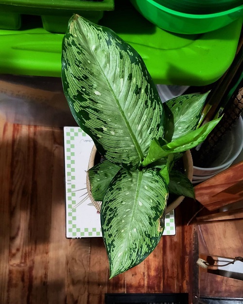 Types of Dieffenbachia 11