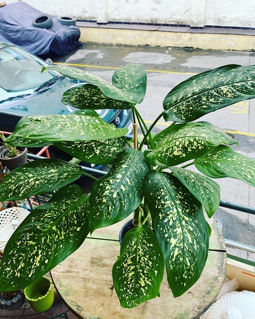 Dieffenbachia Tropic Rain-Types of Dieffenbachia Plants