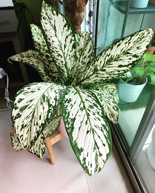 Dieffenbachia White Etna-Types of Dieffenbachia Plants