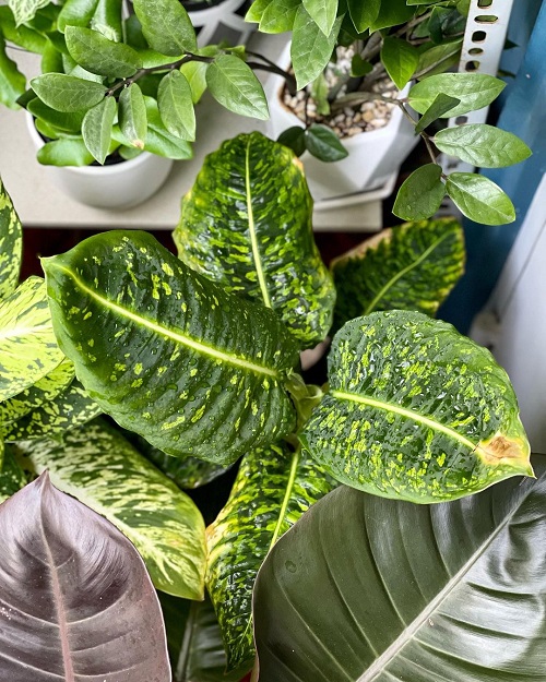 Types of Dieffenbachia 25