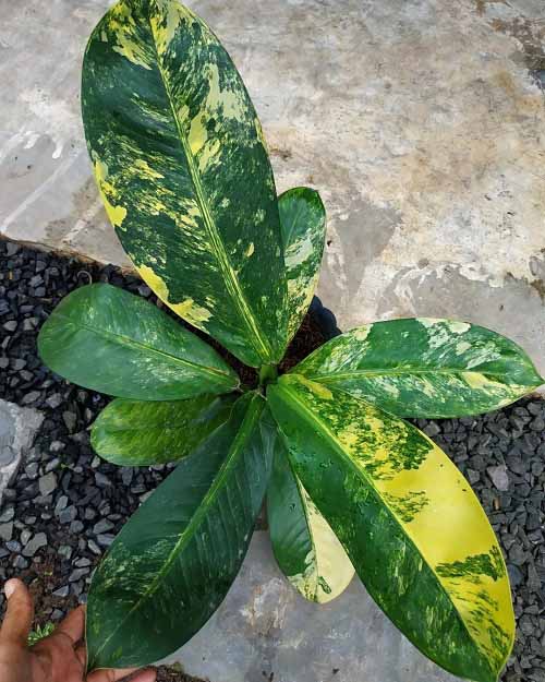 Types of Dieffenbachia Plants-Dieffenbachia daguensis