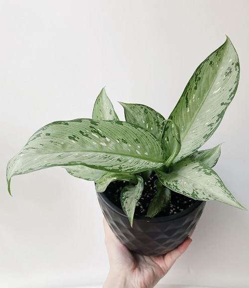 Types of Dieffenbachia 3