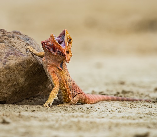 Do Bearded Dragons Bite? 3