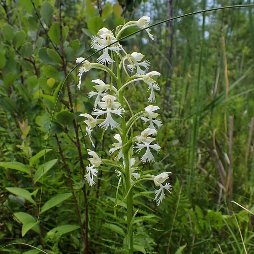 Endangered Flowers in Michigan 1