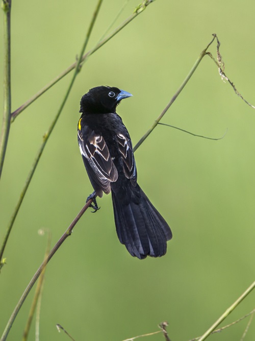 Birds with White Stripes on Wings27