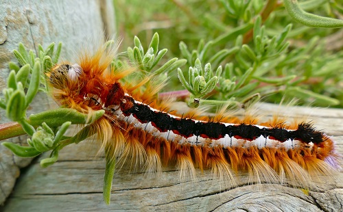 Orange and Black Caterpillars 25