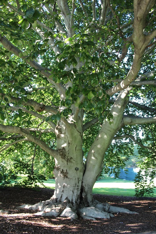 Trees With Smooth Gray Bark 1