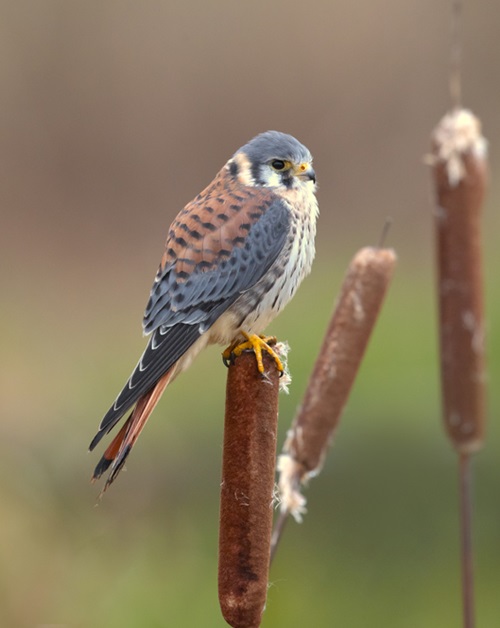 Birds with White Stripes on Wings25