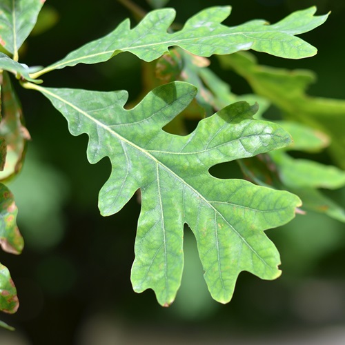 Oak tree leaves 3