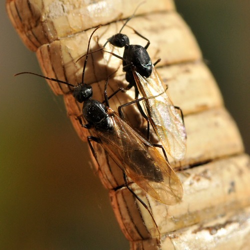 Tiny Bugs in Bathroom 2