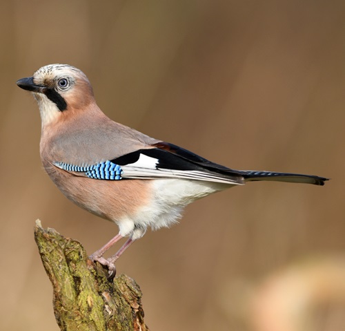 Birds with White Stripes on Wings11