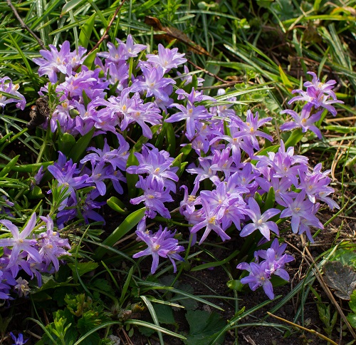 Purple Bulb Flowers 6